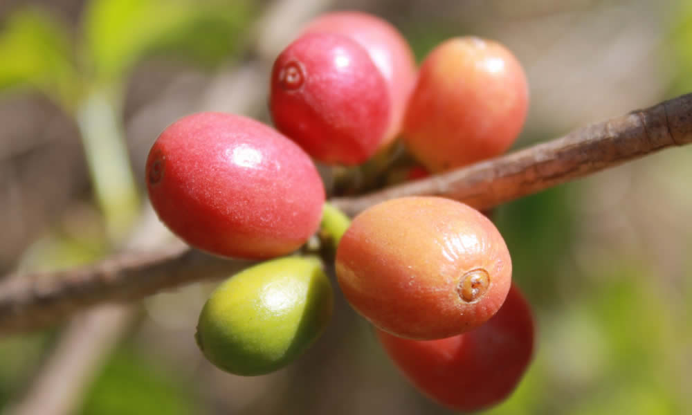 Café Araita Paralelo