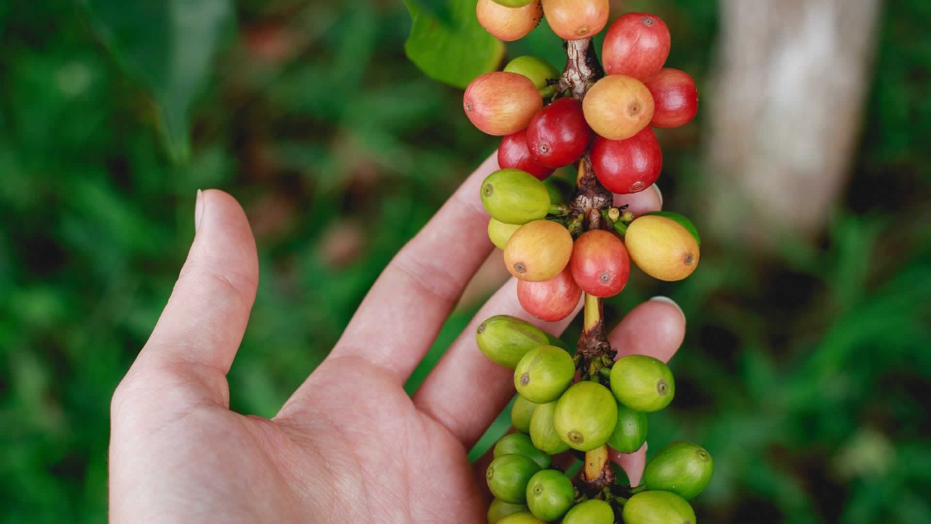 Café Araita