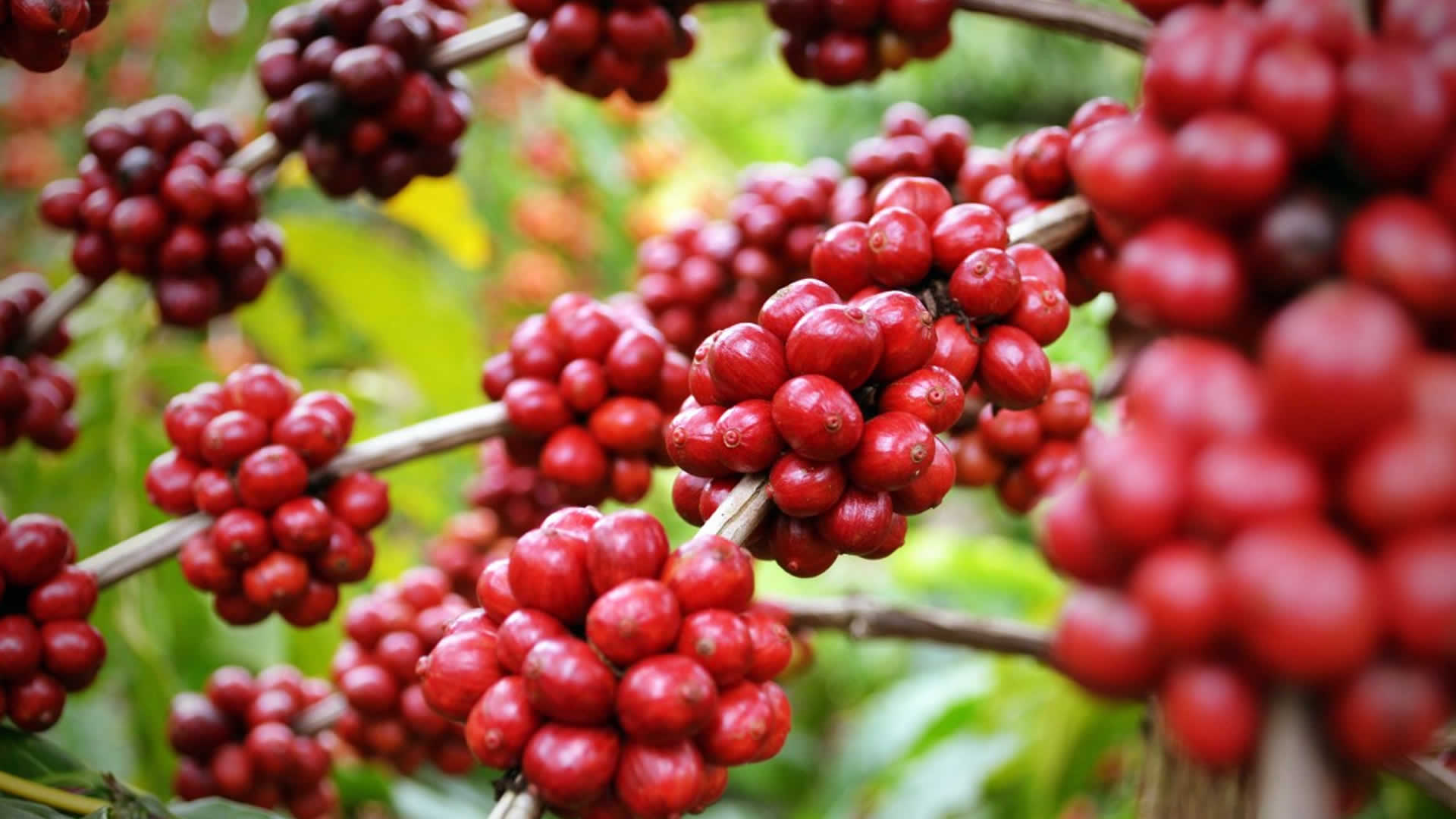 Café Araita
