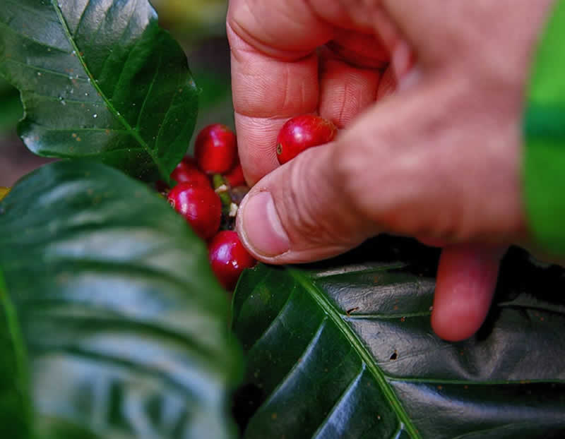 Café Araita