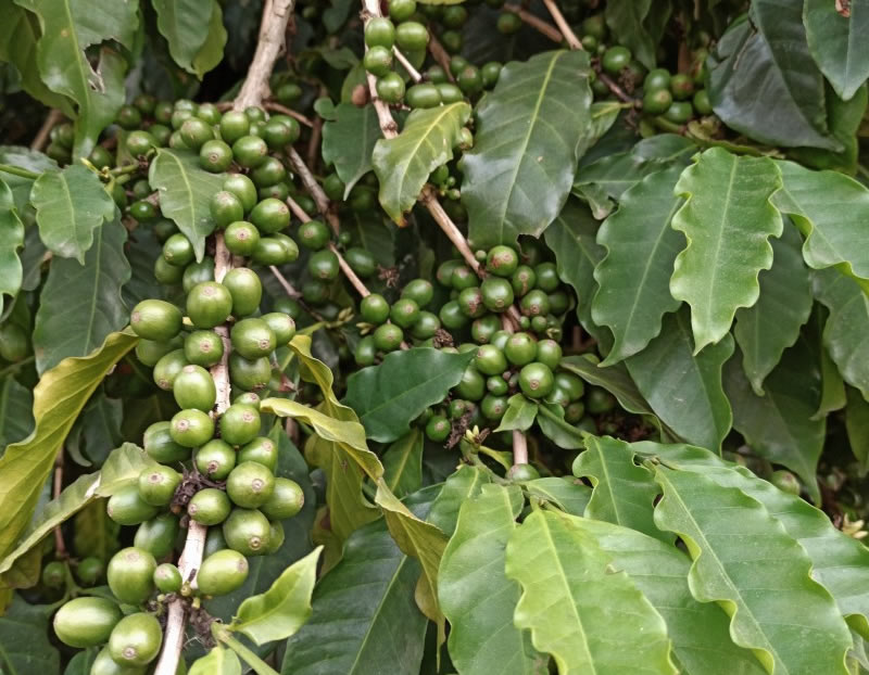 Café Araita